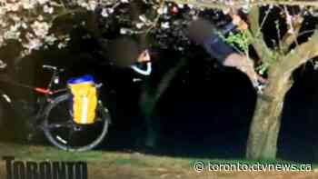 Police issue more than $1,000 in fines to alleged cherry blossom tree climber
