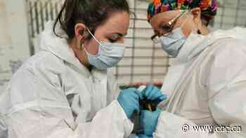 Scrubbed birds ready to take flight after touching down on Alberta oilsands tailings pond