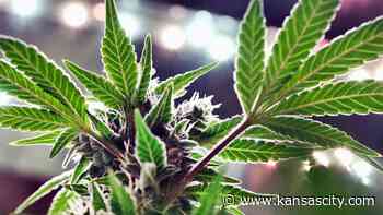 Investigation of medical marijuana roll out expands to Missouri governor’s office - Kansas City Star