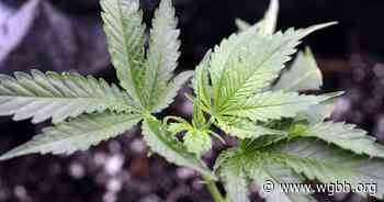Regulators See Different Kind Of Surge — In Medical Marijuana - wgbh.org