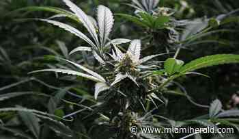 Case challenging Florida law on medical marijuana licenses may hinge on ‘and’ vs. ‘or’ - Miami Herald