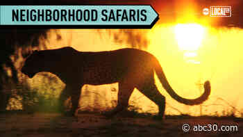 Let your imagination run wild on a neighborhood safari