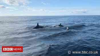 Northumberland fisherman spots killer whales off Holy Island