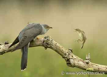Photo of cuckoo being 'mobbed' near York wins top prize