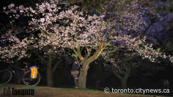 High Park cherry blossom trespasser fined over $1,000 - CityNews