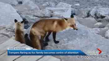 Fox den in Toronto's east end causes heated altercation | Watch News Videos Online - Globalnews.ca
