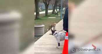 Toronto fox den prompts verbal altercation among visitors gathered at site - Global News