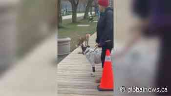 Argument breaks out over Toronto fox den | Watch News Videos Online - Globalnews.ca
