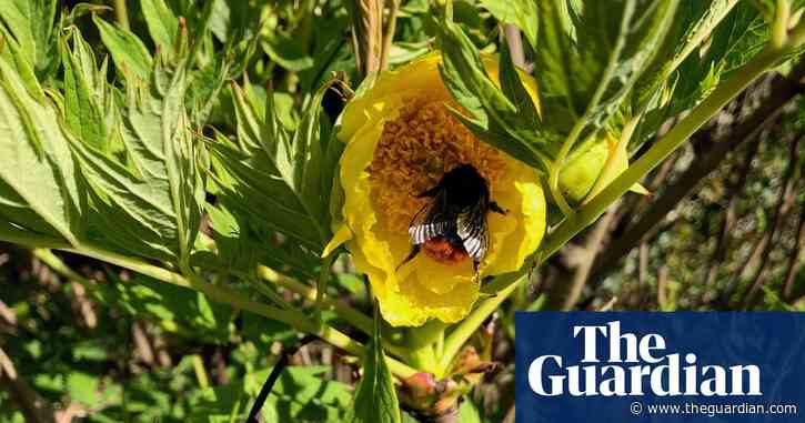Country diary: the bumblebees' low drone has replaced the hum of traffic