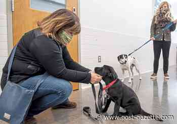 Pet Tales: Lots of animal lovers adopting pets while sheltering in place
