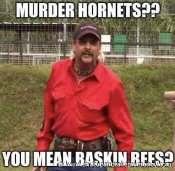 Murder Hornets You Mean Baskin Bees – Meme