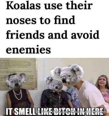 Koalas Use Their Noses To Find Food And Avoid Enemies – Meme