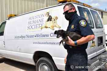 Harris County Animal Cruelty Task Force credits spike in cases to pandemic, domestic abuse