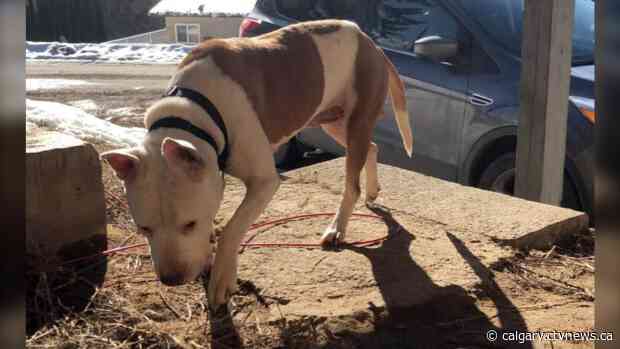 Dog taken from Chestermere foster home by people claiming to have adopted the animal