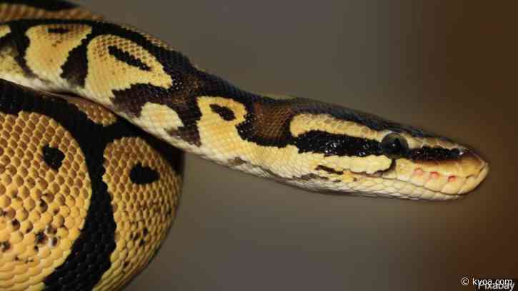 Green Valley Fire warns residents to be wary of snakes