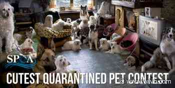 Niagara County SPCA holding “Cutest Quarantined Pet Contest”