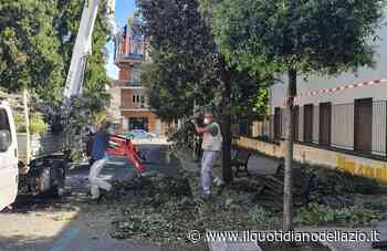 Manutenzioni per taglio erba e decoro urbano in corso ad Artena - Il Quotidiano del Lazio