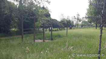 Erba alta addio: per la fase 2 il parco Castello torna utilizzabile - IL GIORNO