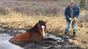 Wild horse stuck in muddy bog saved by members of Alberta wildlife group