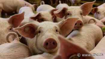 44 positive cases of COVID-19 confirmed at Conestoga Meats: public health