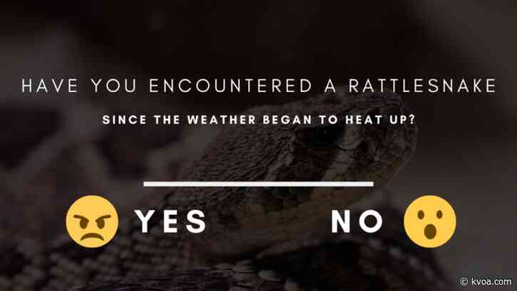 Officials: Rattlesnake bites cases on the rise in Arizona