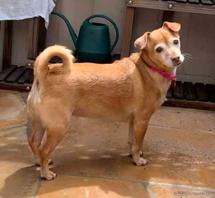 Pug-Chihuahua mix Goldilocks could be just right for your family