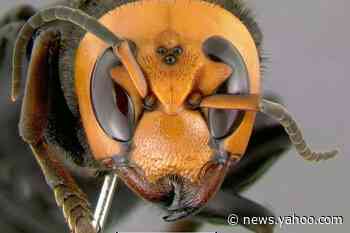 Panicked over 'murder hornets,' people are killing native bees we desperately need