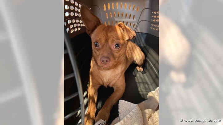 Chihuahua Butter will melt your heart
