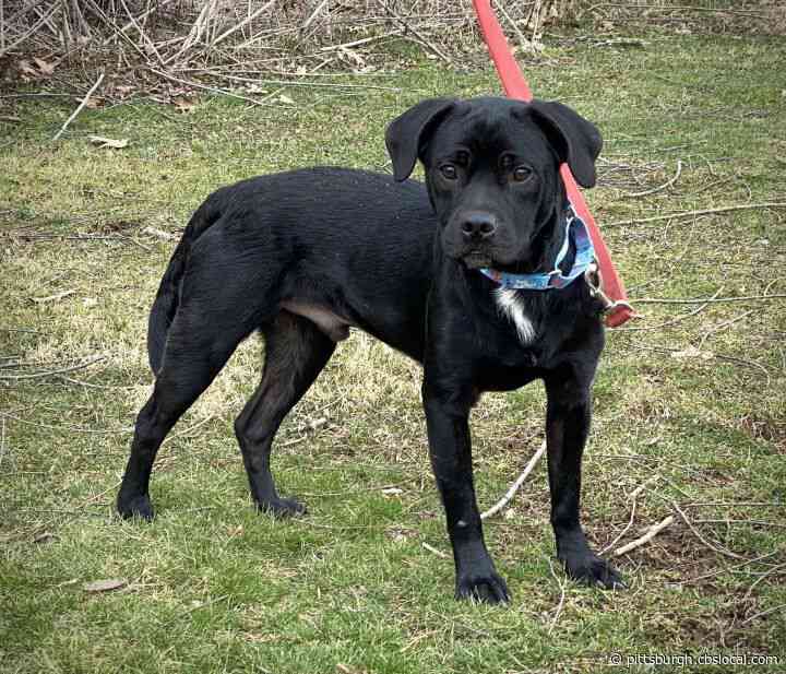 Furry Tails: Thunder, Tito And Beauty Are Waiting For Forever Homes