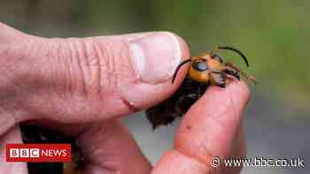 'Murder hornets' land in the US for the first time