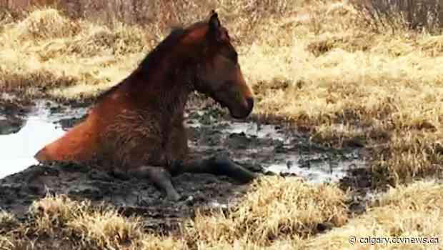 Wild horse advocates rescue bogged-in filly from central Alberta mud hole