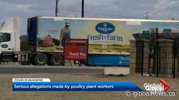 Coronavirus outbreak: Brampton poultry plant employees allege COVID-19 outbreak was inevitable