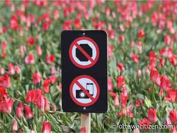 Feel free to snap pictures of the tulips, says NCC