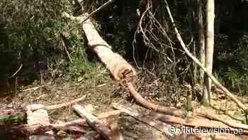 Juanjuí: delincuentes talan árboles en terreno privado - VIA Televisión