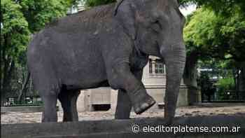 Trasladan a la elefanta Mara desde el Zoo de Buenos Aires a un santuario de Brasil - El Editor Platense