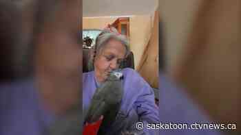 'It's so cold, she doesn't have food': Saskatoon woman searches for lost parrot - CTV News Saskatoon