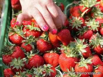 Erntehelfer weiter gefragt - Agrarminister über Geld uneins - Freie Presse