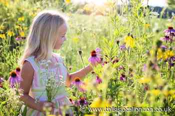 Why you could be fined up to £5,000 for picking wildflowers on a daily walk