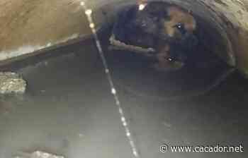 VÍDEO: Bombeiros de Fraiburgo resgatam cachorro de tubulação - Portal Caçador Online - Caçador Online