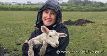 Lamb rescued by digger after falling 2ft down a drainpipe