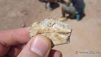 Prehistoric reptile put survival where its mouth is, developed mammal enamel on its teeth: study