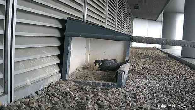 Nesting falcons and hawks come back to roost in Alberta