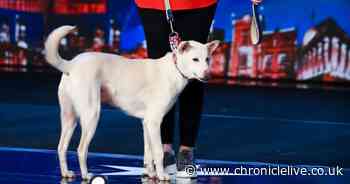 The heartbreaking past of Britain's Got Talent 'magic' dog Miracle