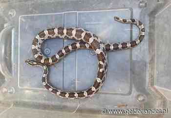 Rattenslang kronkelt in tuin van nietsvermoedende Goesenaar