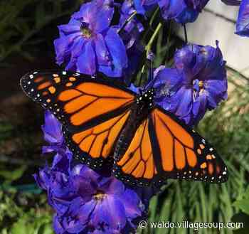 The World of Monarch Butterflies - Belfast - Waldo - Republican Journal - Republican Journal