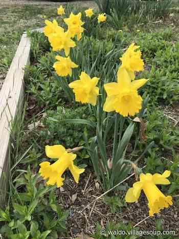 Daffodil Project nears 100,000 mark - Belfast - Waldo - Republican Journal - Republican Journal