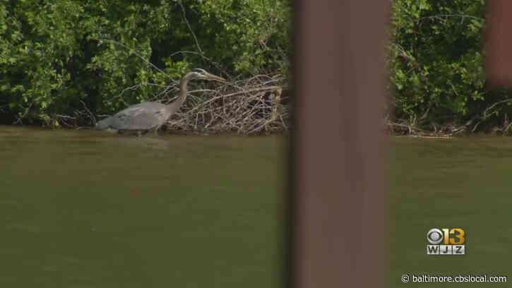 Some Activities Resume At Baltimore Reservoirs; Social Distancing Guidelines Remain In Place