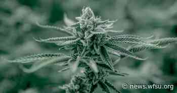 Florida Supreme Court Mulls Over Medical Marijuana Case - WFSU