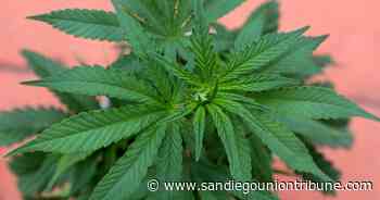 Oceanside approves first off-site, medical cannabis dispensary - The San Diego Union-Tribune