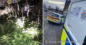 Inside the £825,000 cannabis farm being looked after by three illegal immigrants